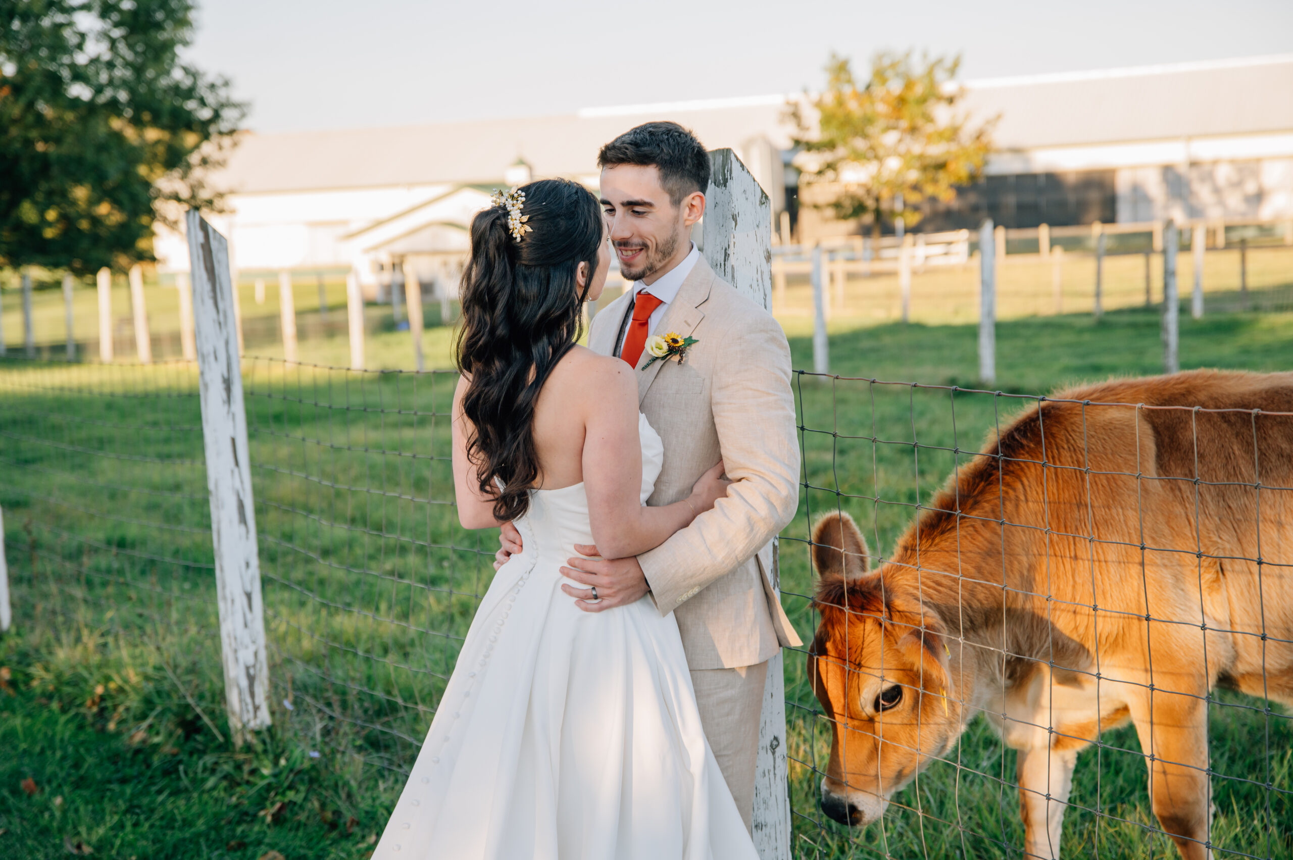 wedding couple and cow